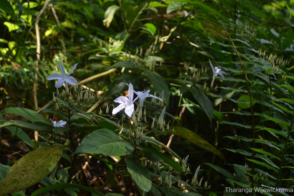 Barleria vestita T.Anderson